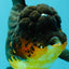 SPECIAL A Grade Apache Oranda Female 6-6.5 inches #050826OR_05