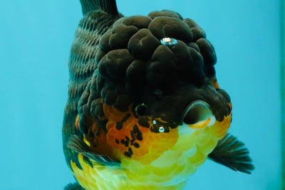 SPECIAL A Grade Apache Oranda Female 6-6.5 inches #050826OR_05