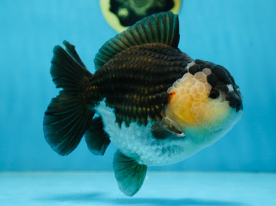 AAA Grade Panda Yuanbao Male 6 inches #091225YB_01