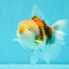 Calico Oranda Male 5-5.5 inches #050126OR_12