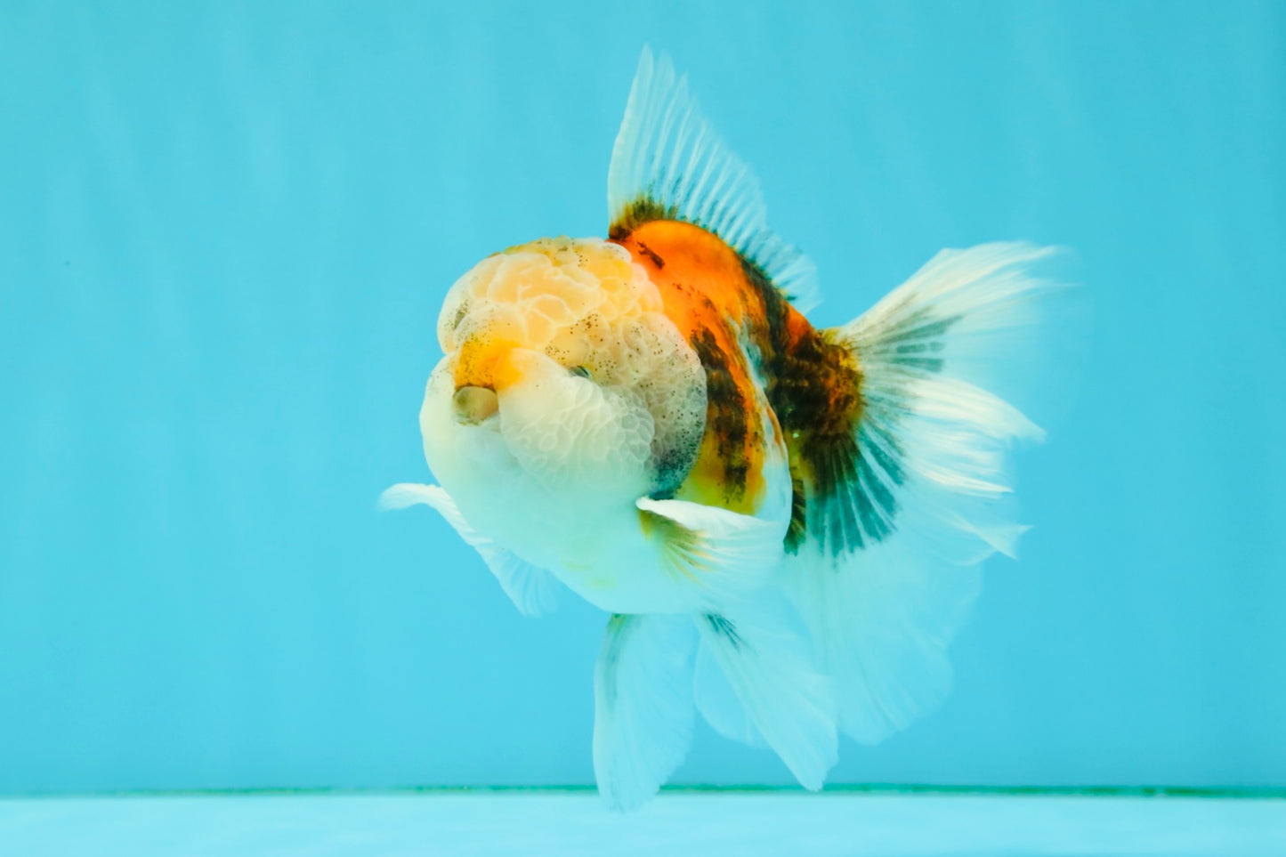 Calico Oranda Male 5-5.5 inches #050126OR_12