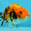 A Grade Tiger Ranchu Male 5 inches #062725LC_04