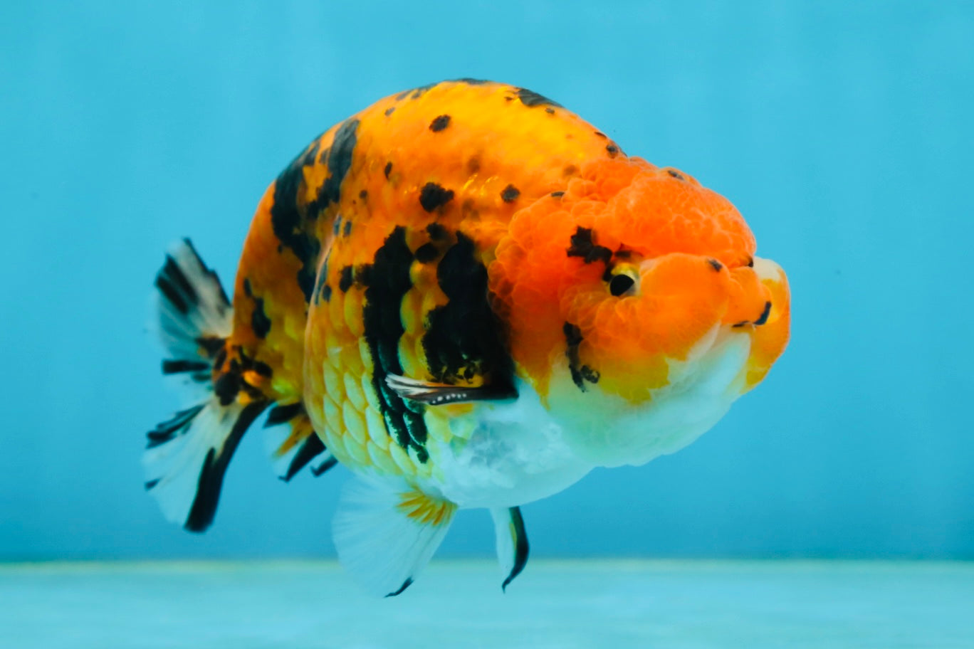 A Grade Tiger Ranchu Male 5 inches #062725LC_04