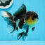 AAA Grade Panda Button Eyes Oranda Female 5 inches #0913OR_16