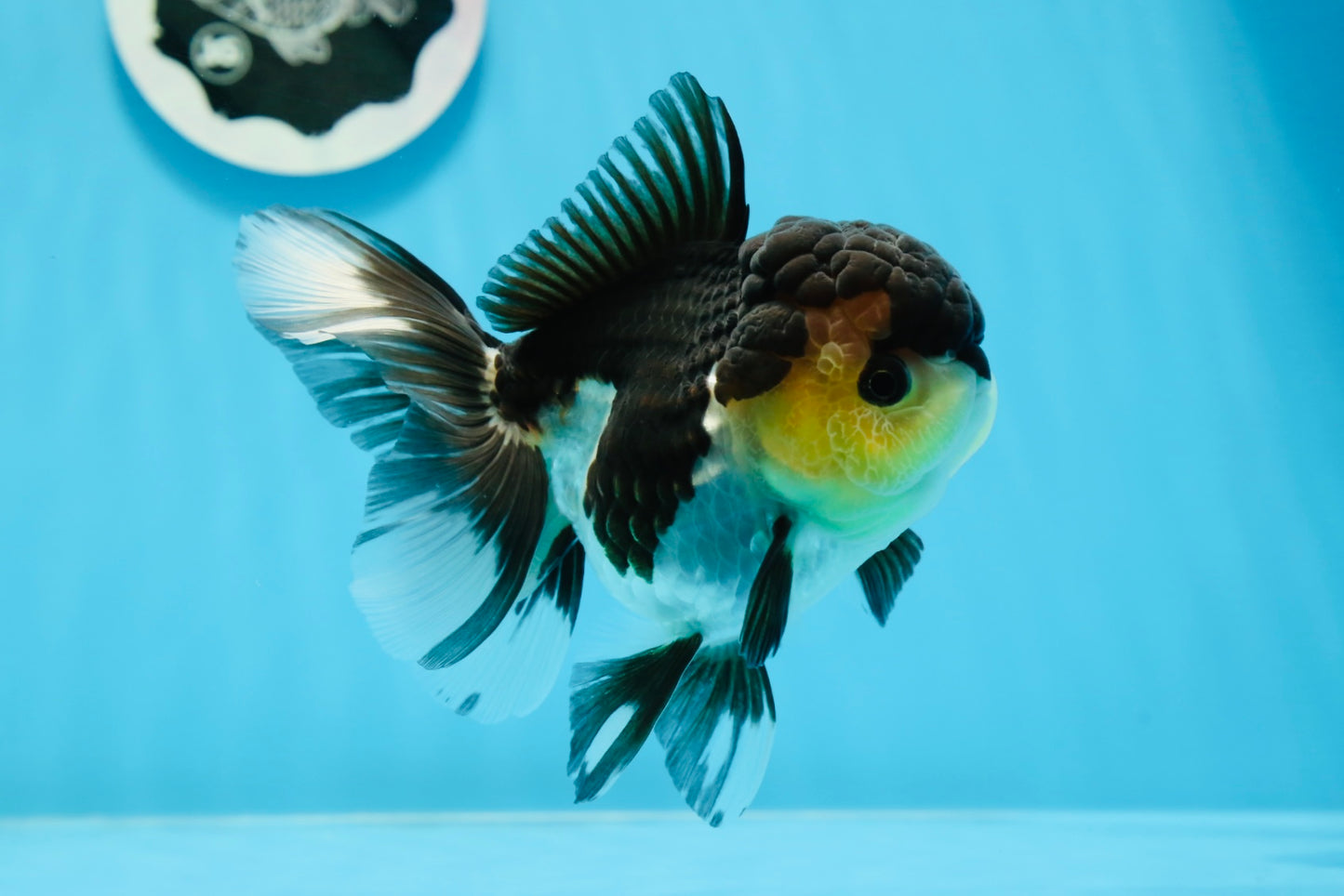 AAA Grade Panda Button Eyes Oranda Female 5 inches #0913OR_16