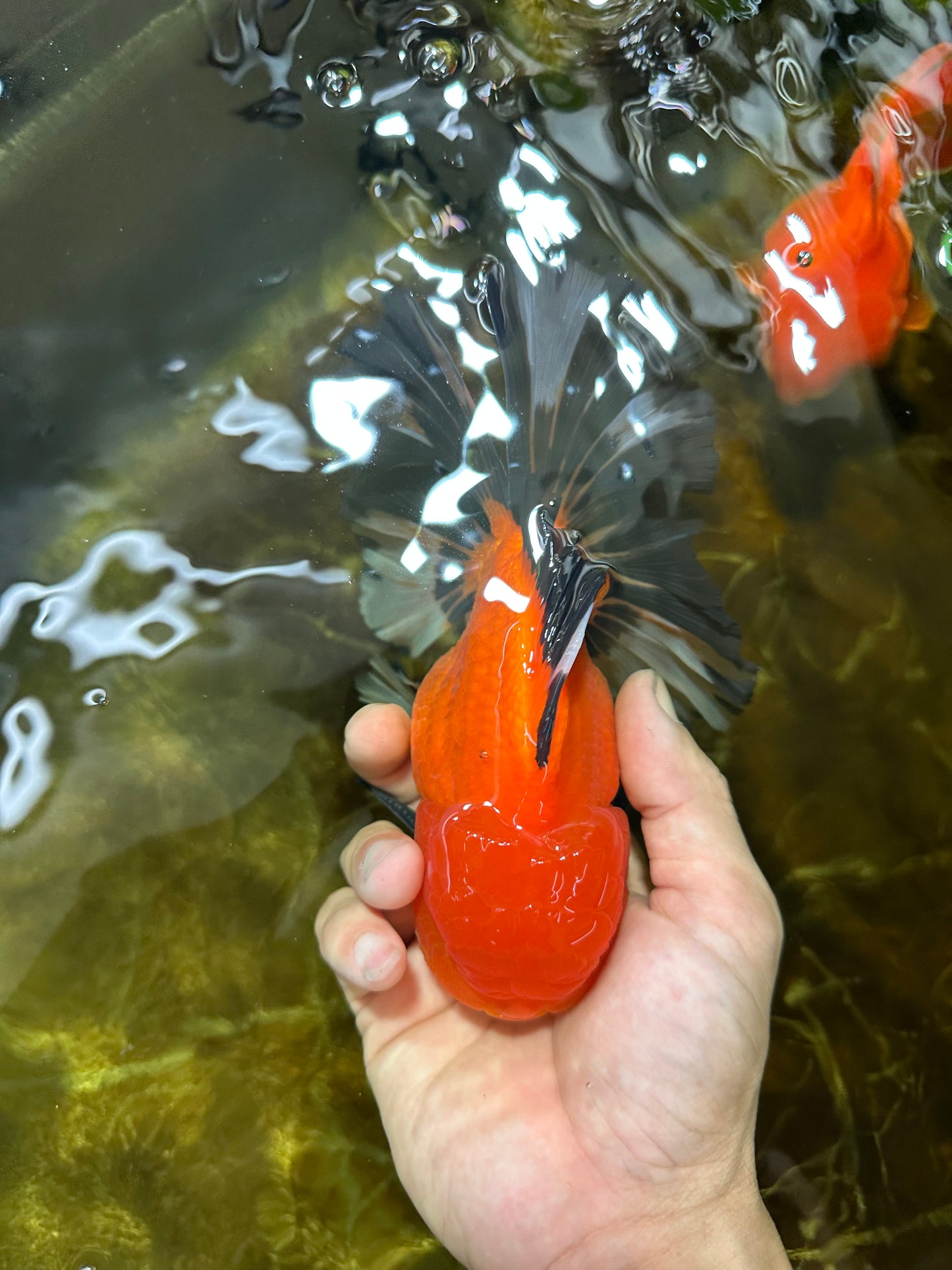 AAA Grade THICK BODY Apache Oranda Male 6-6.5 inches #082925OR_14