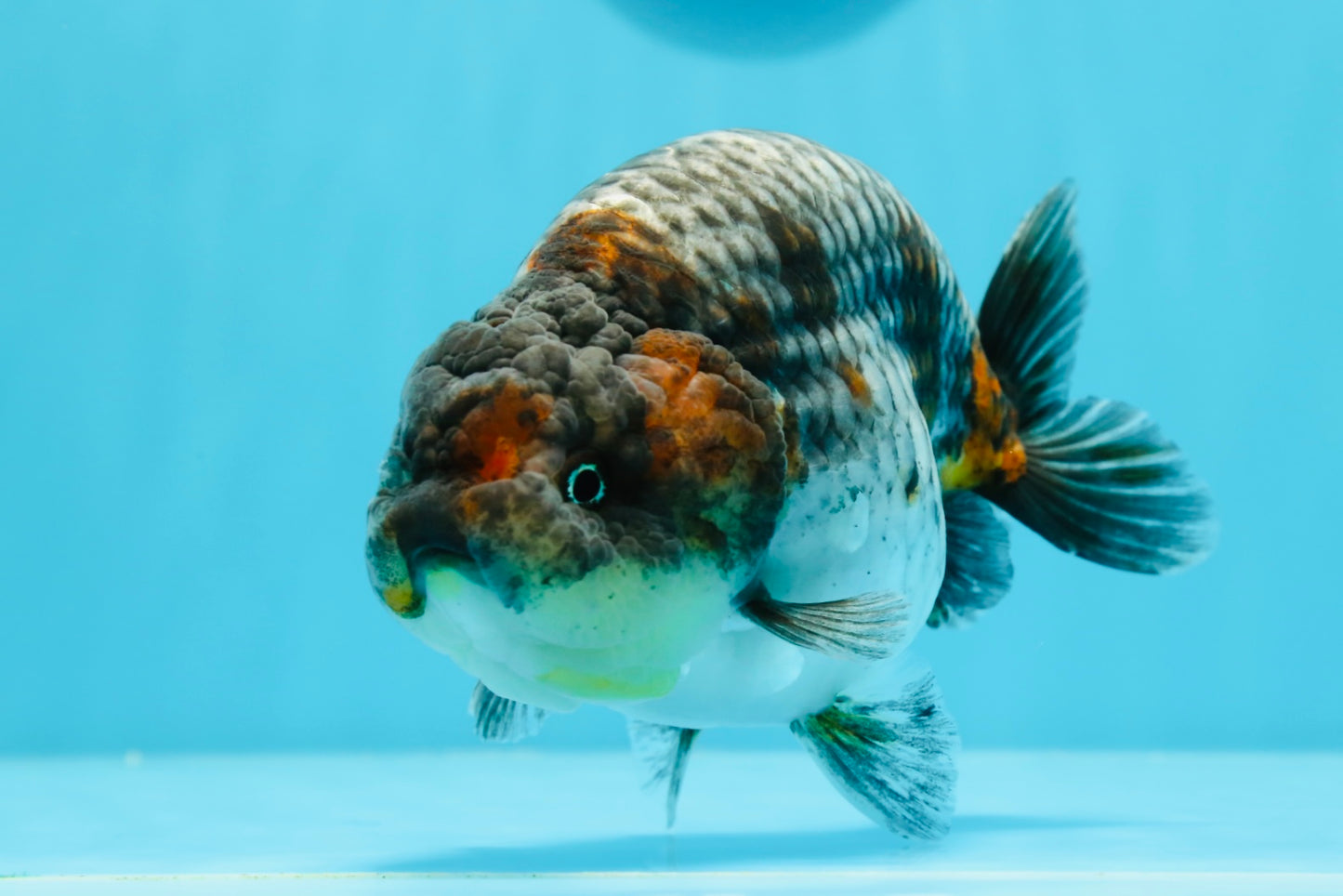 AAA Grade Kirin Blue Base Ranchu Female 5.5 inches #0503RC_31