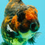 CHONKY AAA Grade Broadtail Tiger Oranda Male 7-7.5 inches #072426OR_04