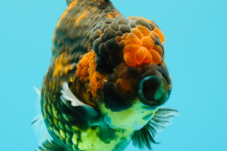 CHONKY AAA Grade Broadtail Tiger Oranda Male 7-7.5 inches #072426OR_04