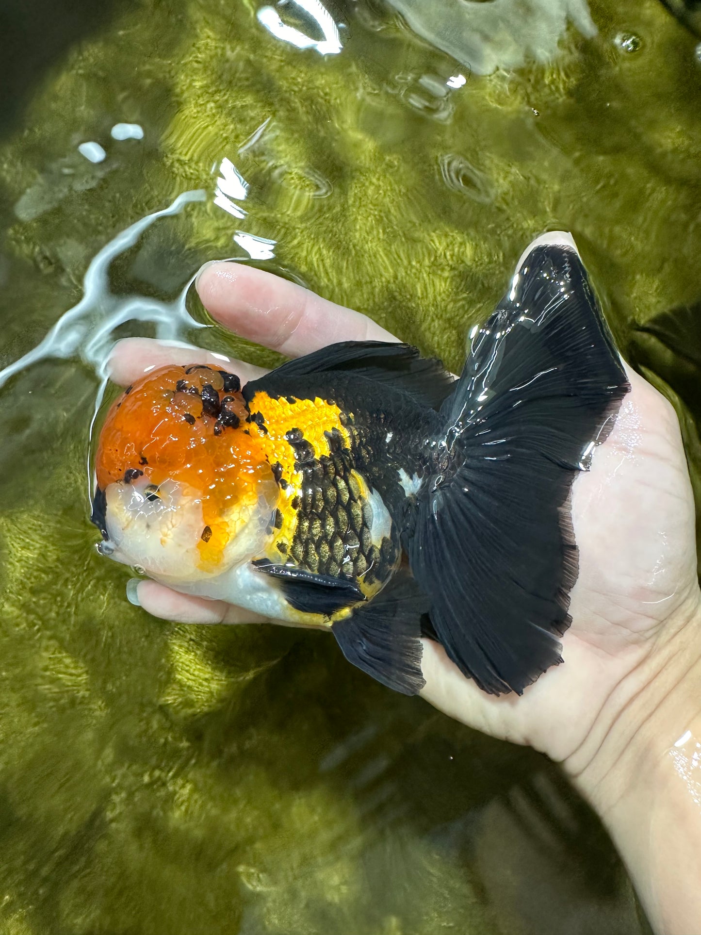 A Grade Tricolor Oranda Male 5.5 inches #112224OR_14