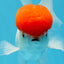 AAA Grade Red Cap Oranda Male 4.5 inches #0906OR_27