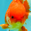 A Grade Red White Oranda Male 5.5 inches #080726OR_08