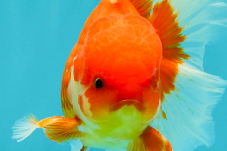 A Grade Red White Oranda Male 5.5 inches #080726OR_08