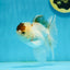 Panda Oranda Male 4.5-5 inches #121324OR_20