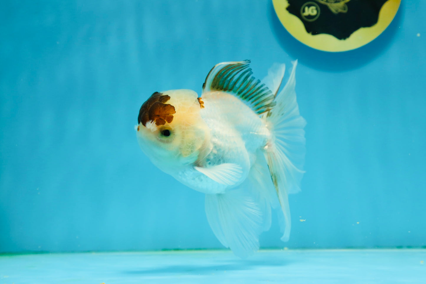 Panda Oranda Male 4.5-5 inches #121324OR_20