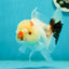 Tricolor Pompom Red Nose Oranda Female 5.5 inches #111524OR_17