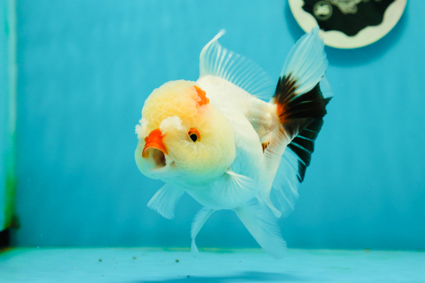 Tricolor Pompom Red Nose Oranda Female 5.5 inches #111524OR_17