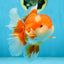 AAA Grade THICK BODY Red White Oranda Male 5.5 inches #082225OR_14