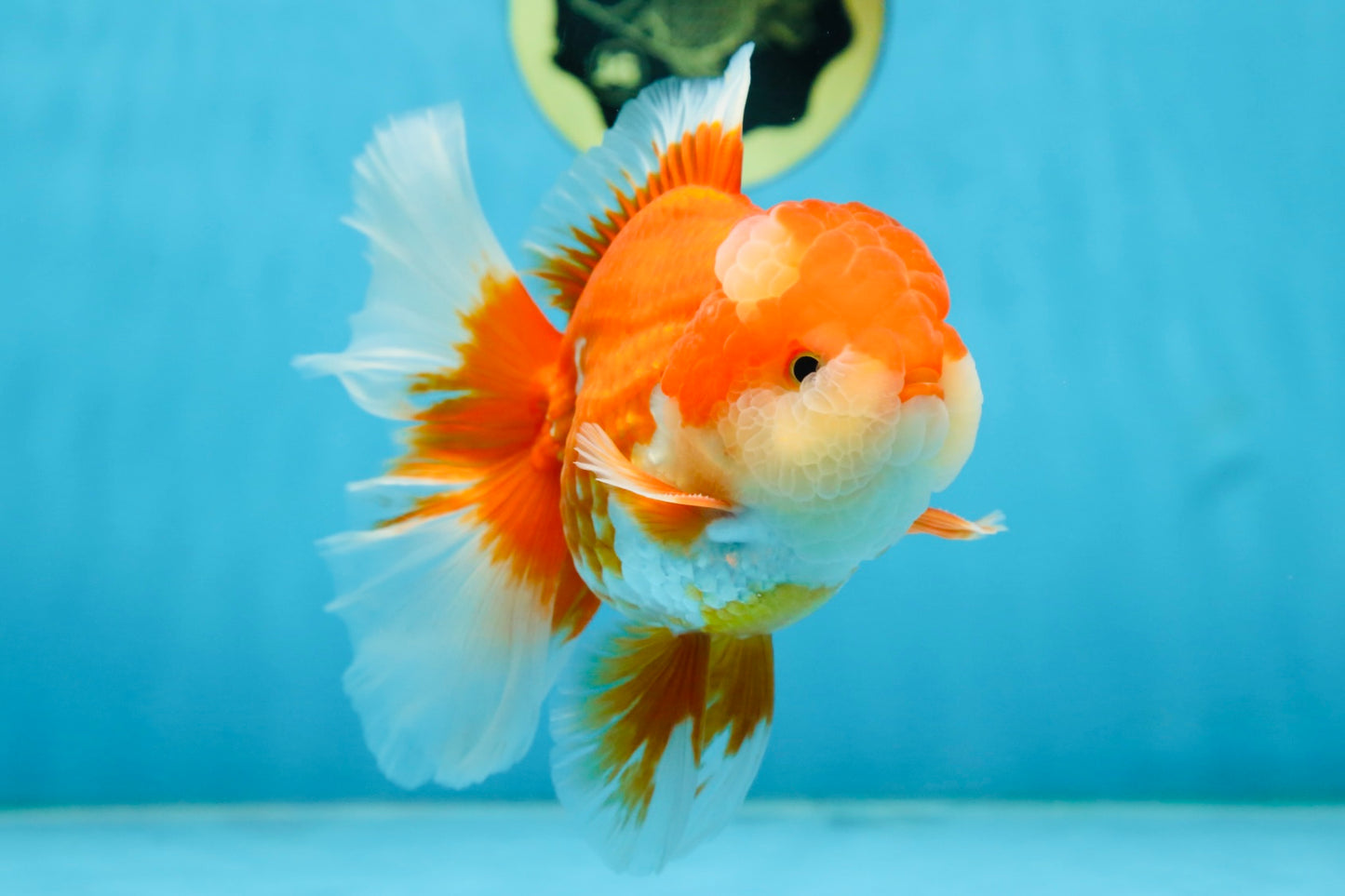 AAA Grade THICK BODY Red White Oranda Male 5.5 inches #082225OR_14