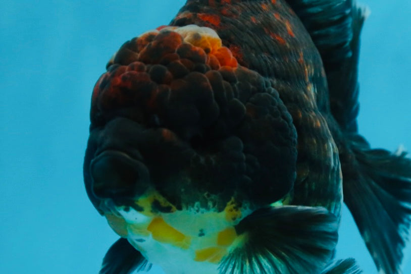 AAA Grade Godzilla Kirin Yuanbao Male 5.5 inches #082225YB_04