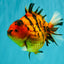 AAA Grade Tiger Yuanbao Female 5.5  inches #072426YB_29