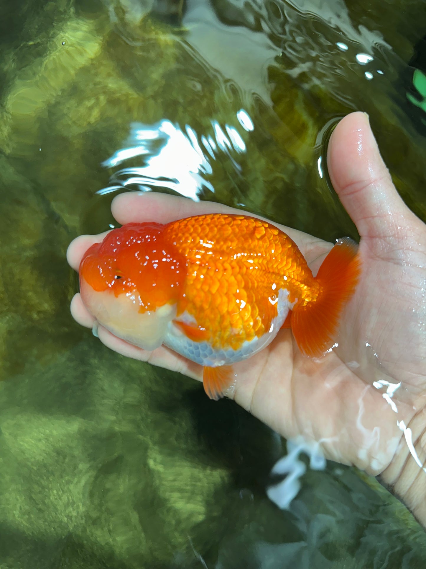 AAA Grade Red White LionQueen 4-4.5 inches #042525LC_14