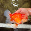 FLUFFY AAA Grade Red White Oranda Male 7.5 inches #080726OR_03