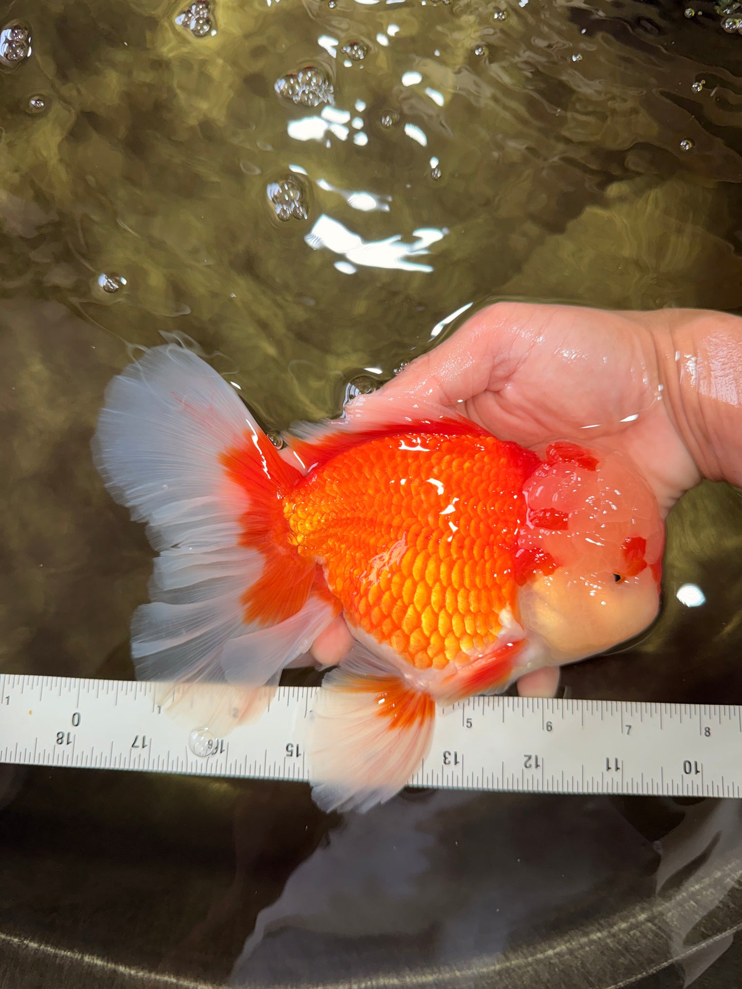 FLUFFY AAA Grade Red White Oranda Male 7.5 inches #080726OR_03