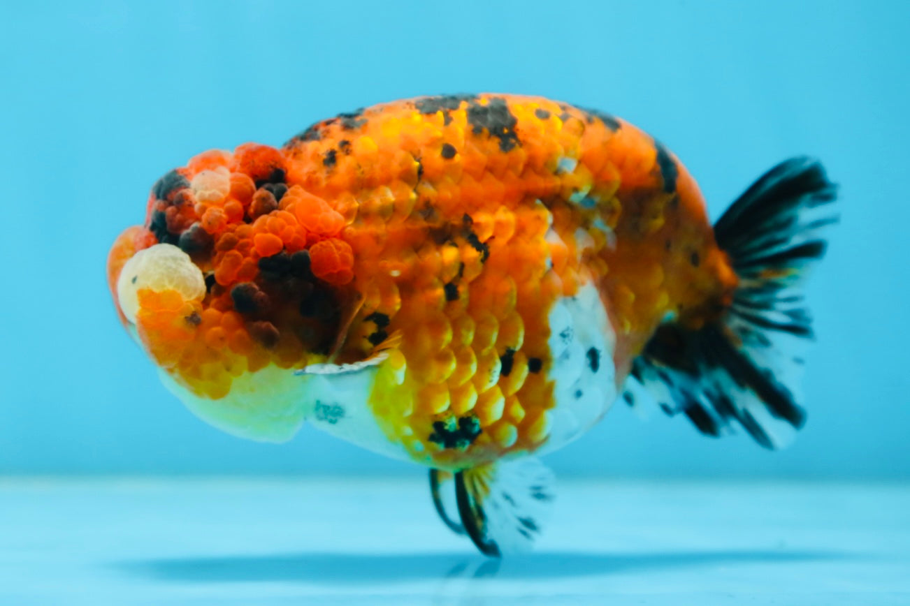 AAA Grade ADORABLE Tiger LionQueen 5 inches #082925LC_01