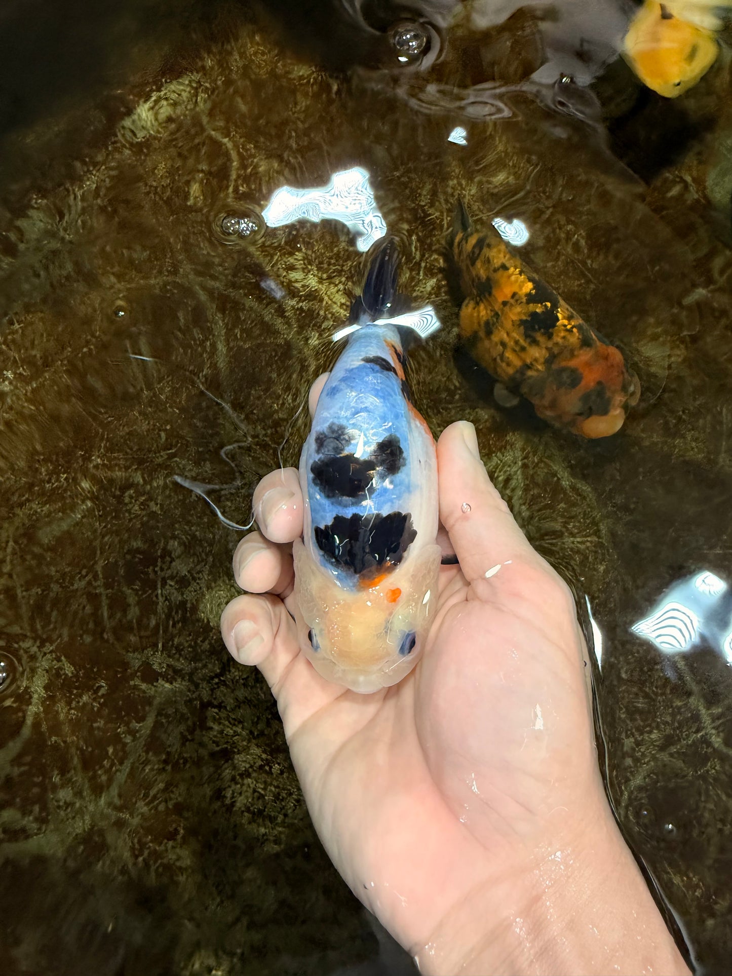 A Grade Calico Chinese Ranchu Female 4.5-5 inches #112125RC_16