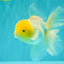 A Grade White Oranda Male 5.5-6 inches #100926OR_18