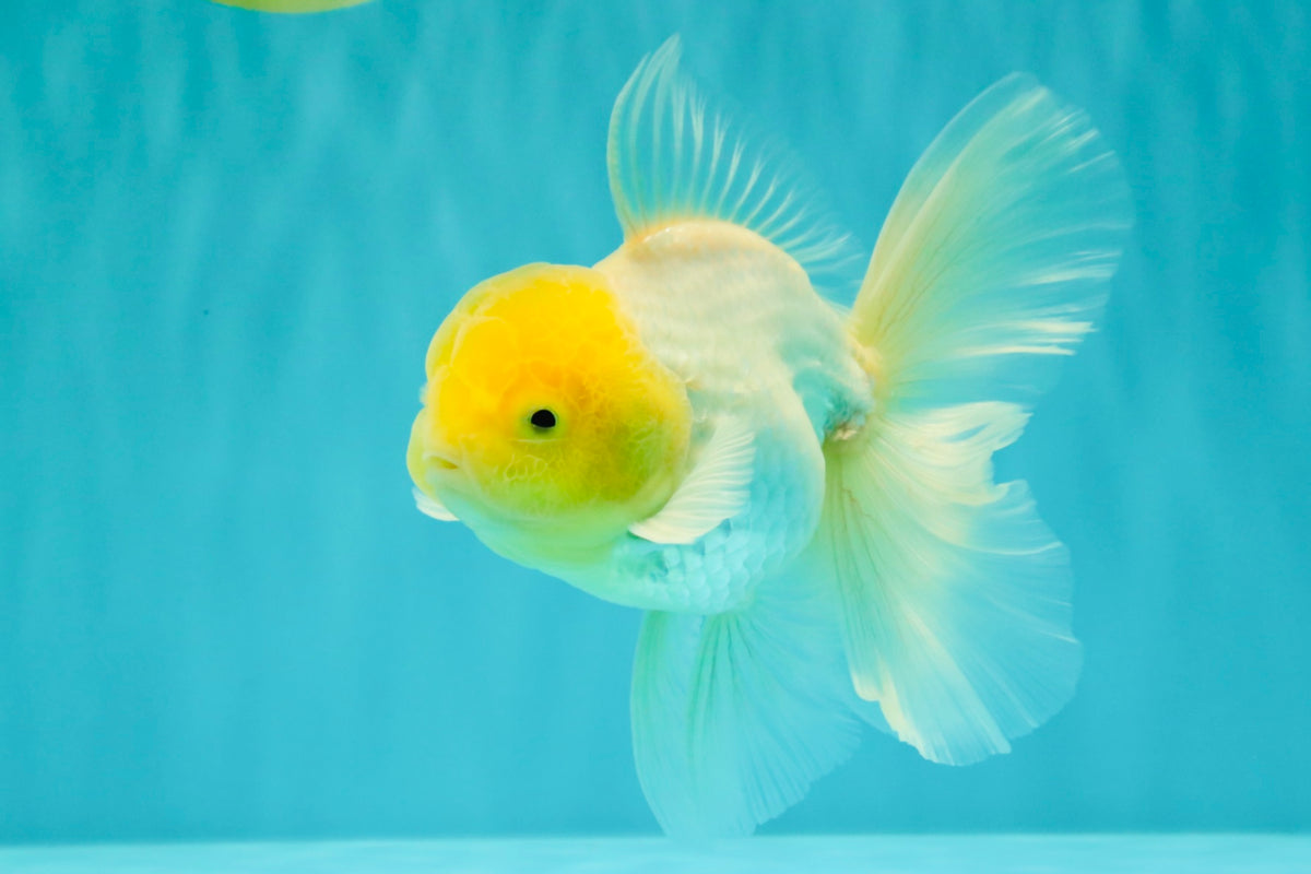 A Grade White Oranda Male 5.5-6 inches #100926OR_18