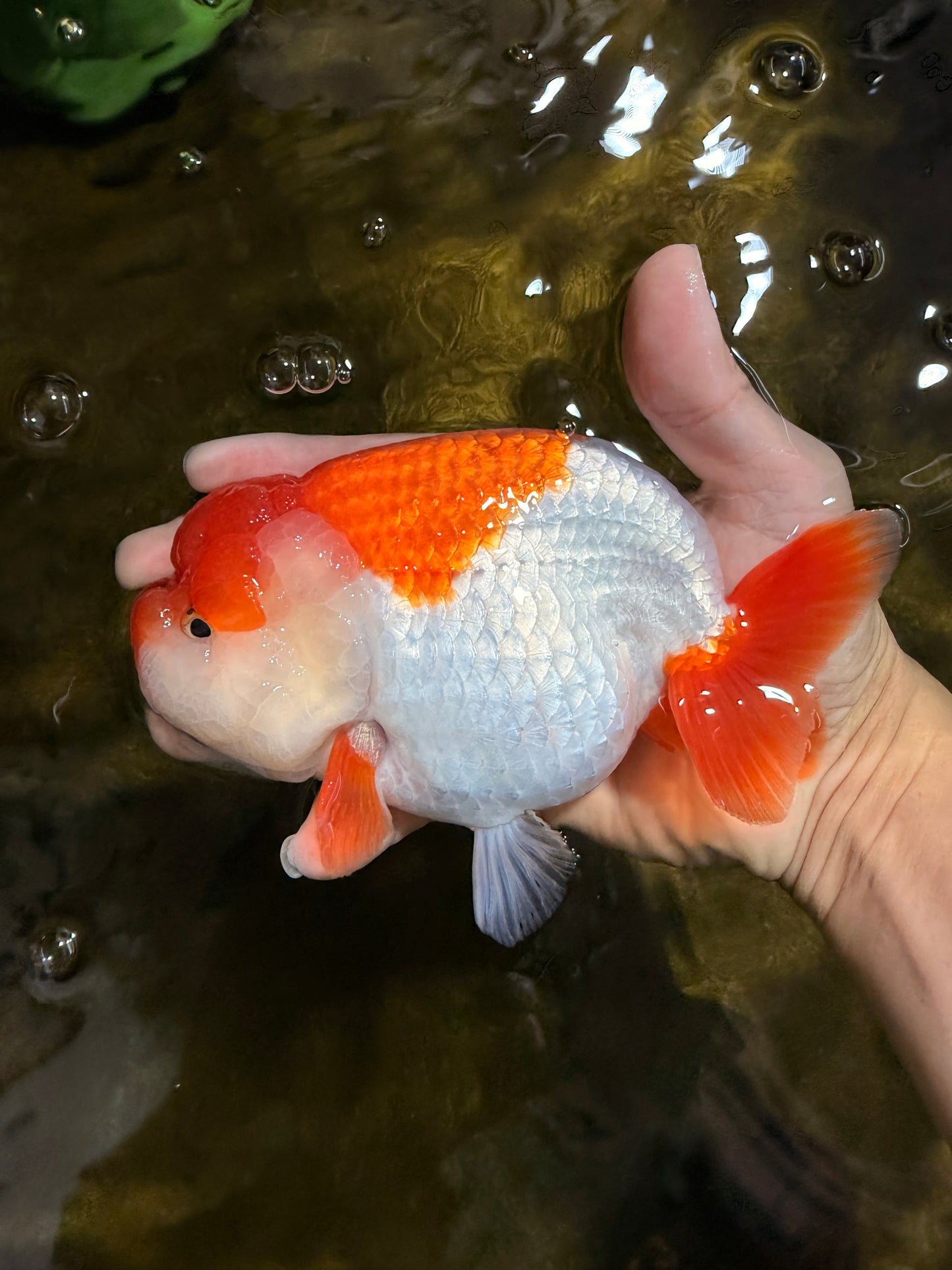 A Grade Red White LionKing 5.5-6 inches #103125LC_10