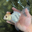 A Grade Tricolor Oranda Female 6 inches #112924OR_12