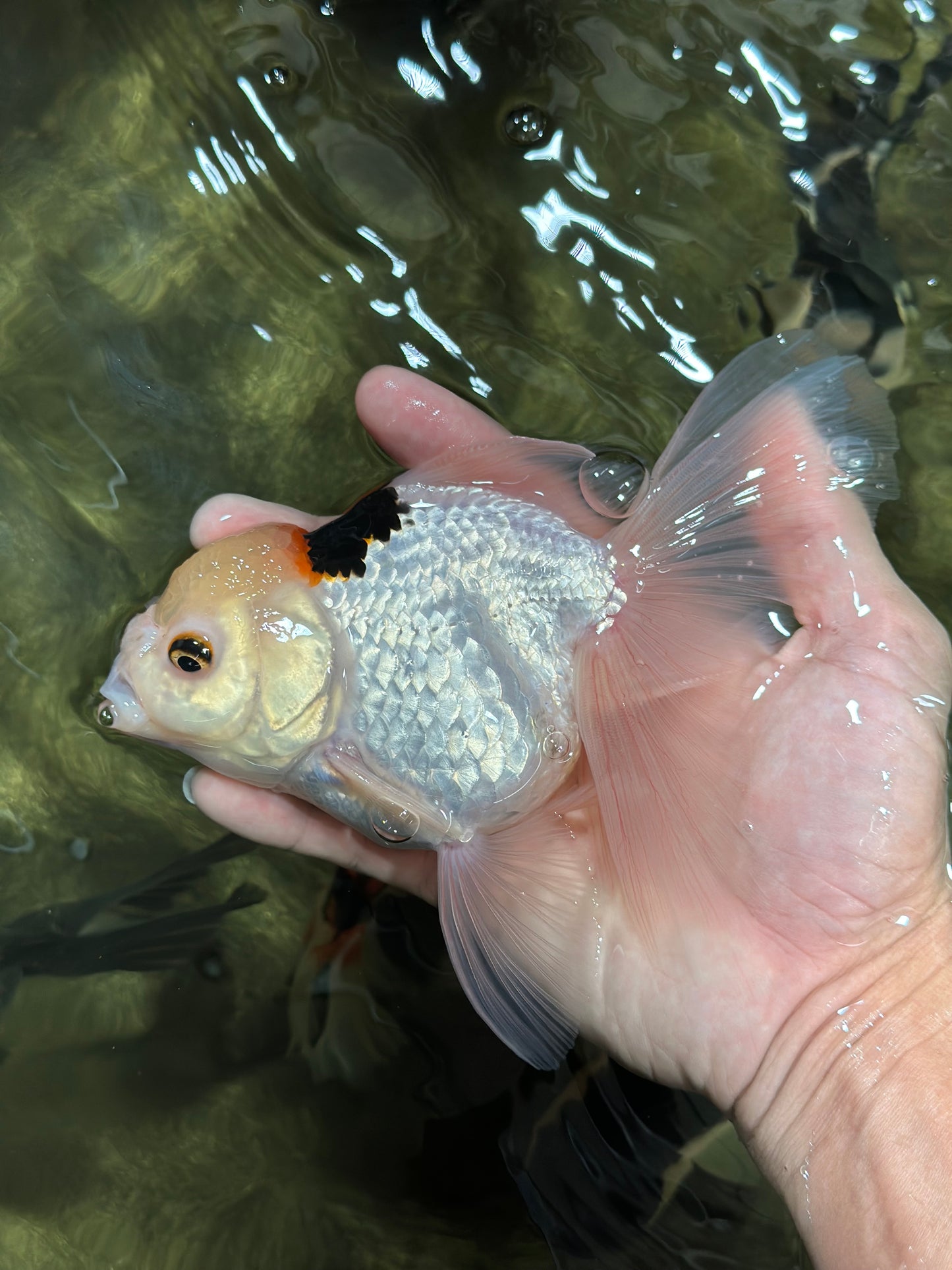 A Grade Tricolor Oranda Female 6 inches #112924OR_12