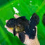 A Grade Black Oranda Male 5.5-6 inches #0726OR_04