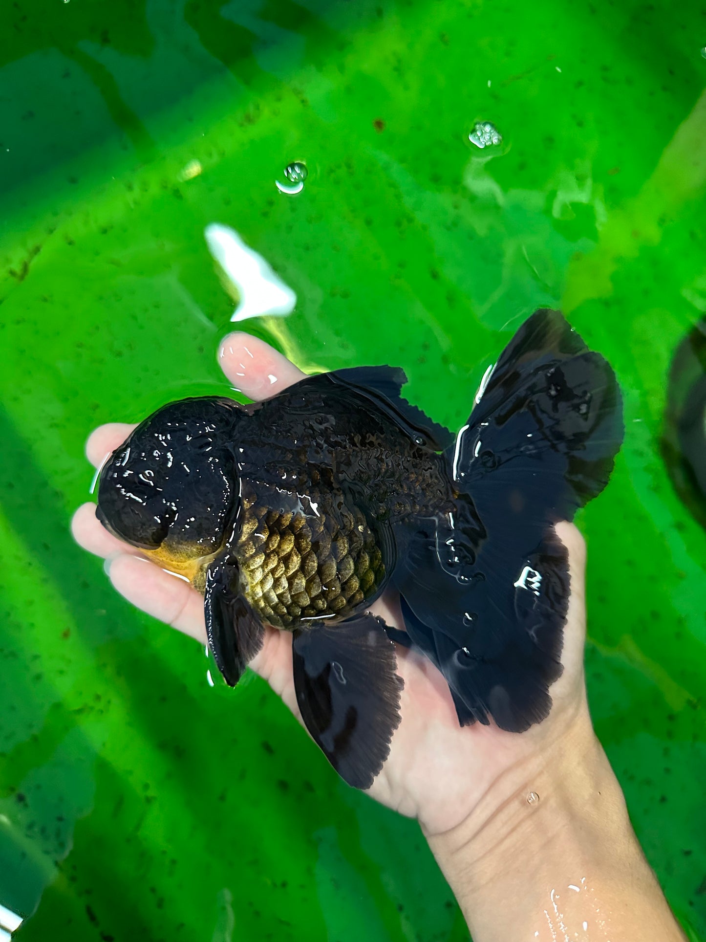 Oranda macho negro de grado A de 5,5 a 6 pulgadas n.° 0726OR_04