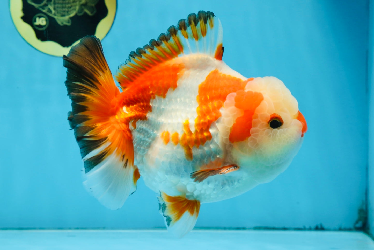 AAA Grade CHONKY Tricolor Yuanbao Male 5.5 inches #091925YB_16