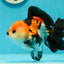 A Grade Tricolor Oranda Male 4.5 inches #110124OR_10