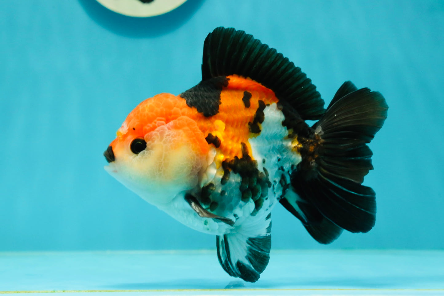 A Grade Tricolor Oranda Male 4.5 inches #110124OR_10