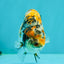 AAA Grade Special Tricolor Tiger Ranchu Male 4.5-5 inches #062626RC_08