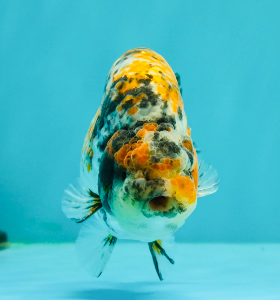 AAA Grade Special Tricolor Tiger Ranchu Male 4.5-5 inches #062626RC_08