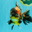 A Grade Showa Yuanbao Male 5.5-6 inches #082126YB_29