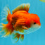 CHUNKY A Grade Red White Oranda Male 6 inches #040326OR_15