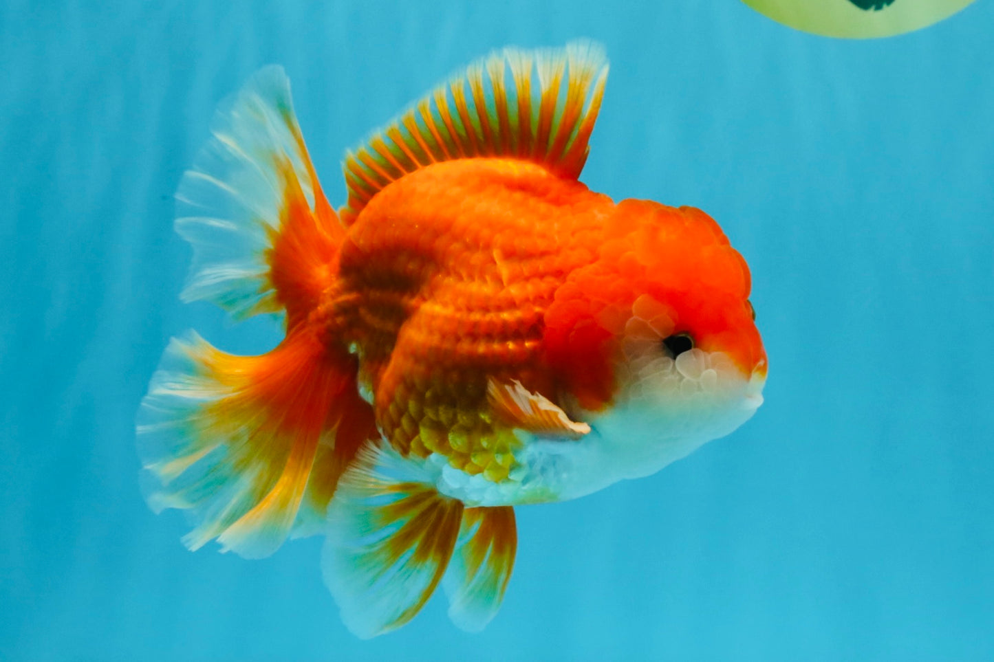 CHUNKY A Grade Red White Oranda Male 6 inches #040326OR_15