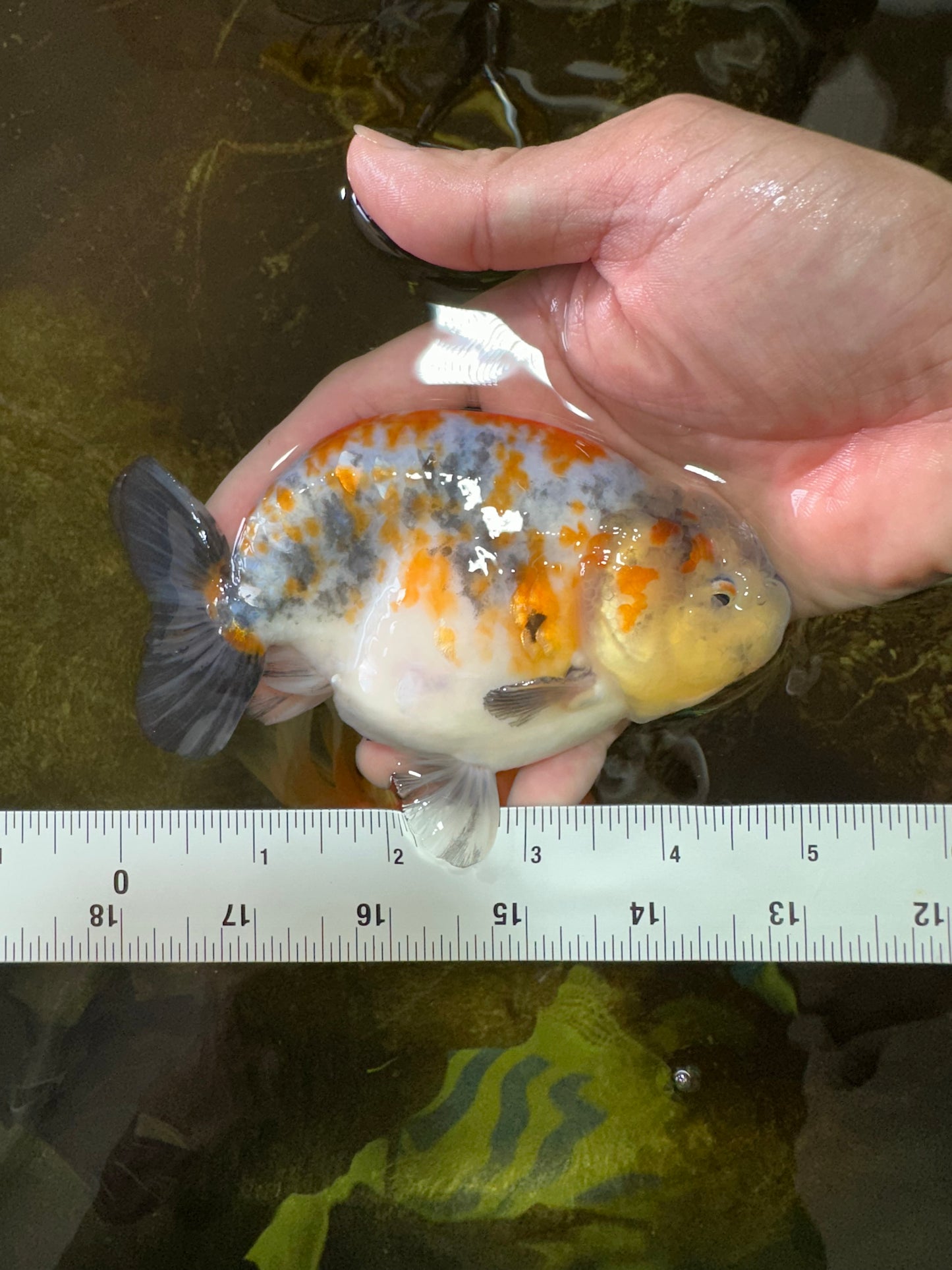 A Grade Chubby Tricolor Marble LionKing 4.5-5 inches #071125LC_04