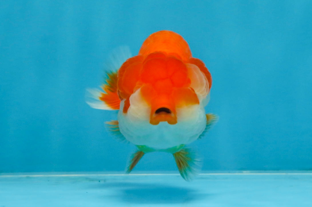 A Grade Red White LionQueen 4 inches #103125LC_18