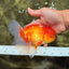 A Grade Red White Oranda Male 6 inches #081426OR_13