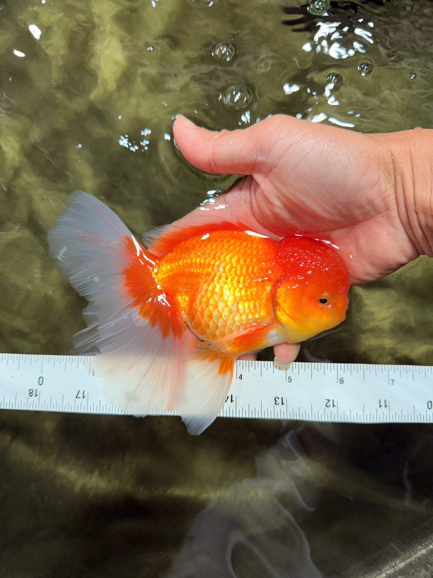 A Grade Red White Oranda Male 6 inches #081426OR_13