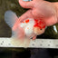 A Grade Red White Oranda Male 5-5.5 inches #102326OR_22